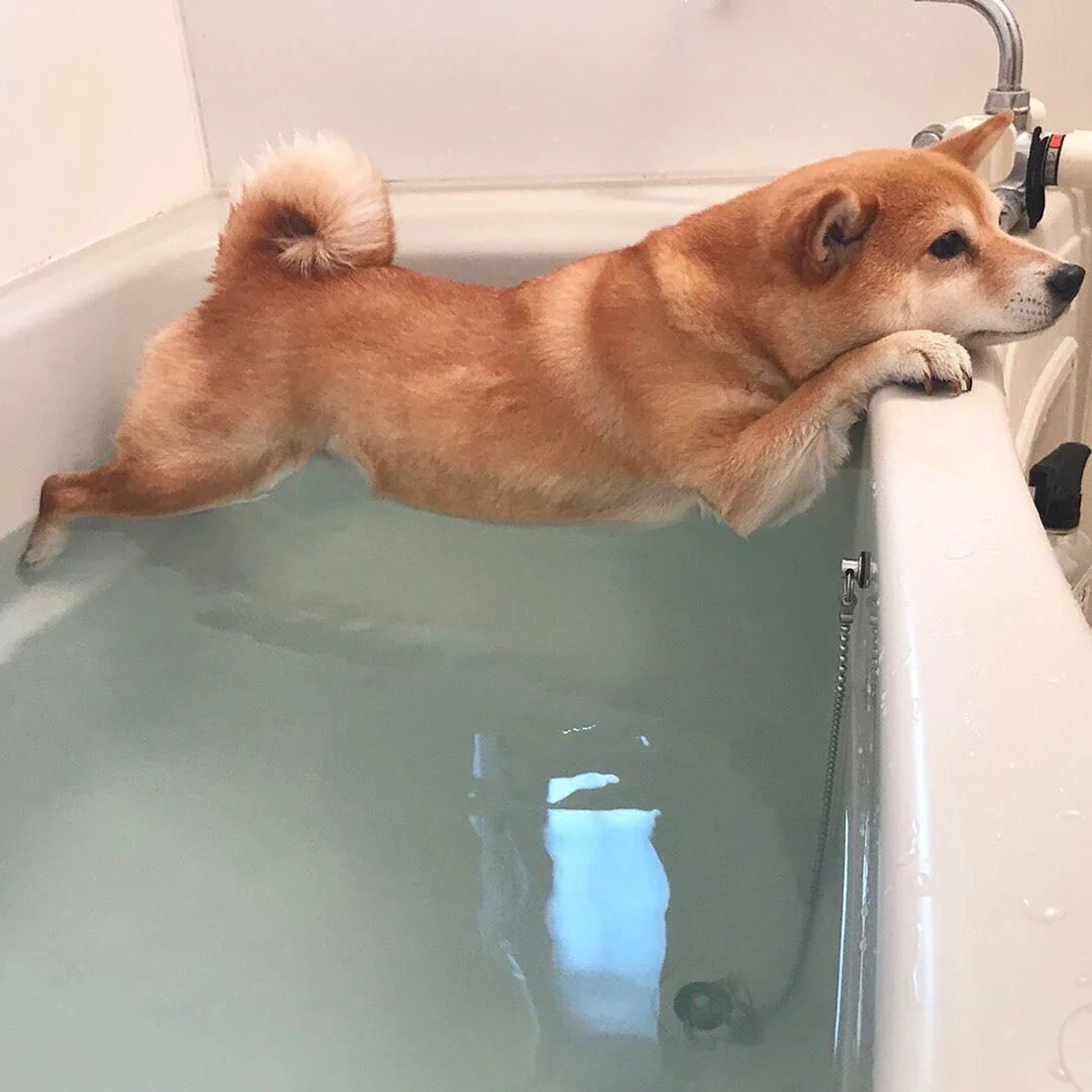 Хочется купаться. Ванна для собак. Собака в ванной. Собака купается. Собака моется.
