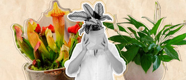 Комнатный цветок азалия рододендрон. Комнатный цветок 8. Спатифиллум торелли вайт. Родина плюща комнатного. Английский плющ (комнатный плющ).