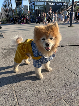 Участник фестиваля «Лапки». Фото: Super