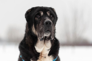 Фото: DogSpace / Виктория Дьячкова