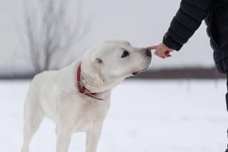 Фото: DogSpace / Виктория Дьячкова