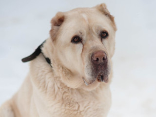 Фото: DogSpace / Виктория Дьячкова