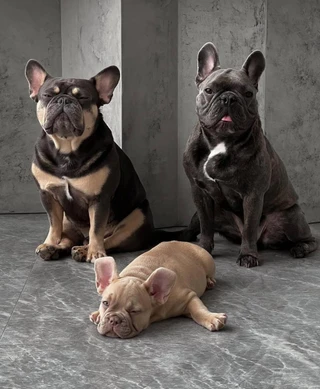 Собаки Сергея Сухова. Фото: соцсети героя материала