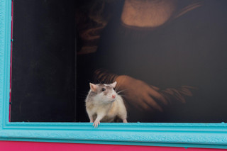 Участник фестиваля «Лапки». Фото: пресс-служба