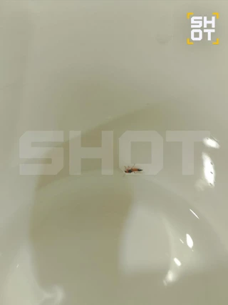 Фото: Telegram-канал Shot