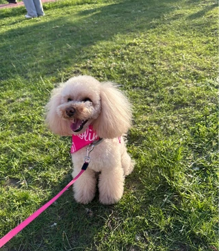 Участник фестиваля «Лапки». Фото: Super