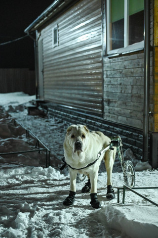Соломон на вечерней прогулке. Фото: Super.ru / Александра Марченко