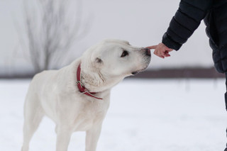 Фото: DogSpace / Виктория Дьячкова