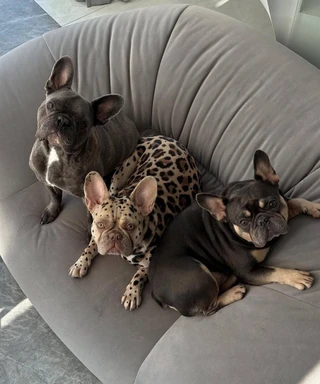 Собаки Сергея Сухова. Фото: соцсети героя материала