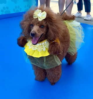 Участник фестиваля «Лапки». Фото: Super