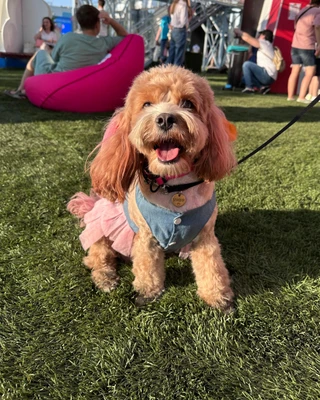 Участник фестиваля «Лапки». Фото: Super