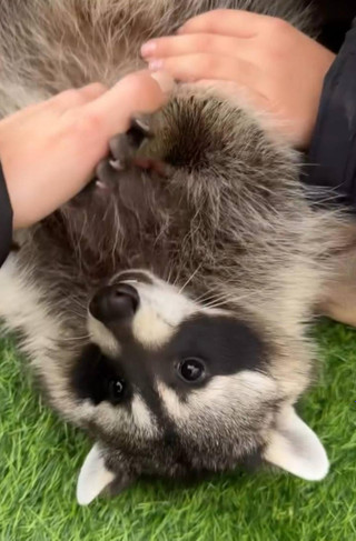 Енот Педро. Фото: Инстаграм (запрещён в РФ) @samoylovaoxana