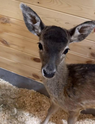 Олень Роси. Фото: Инстаграм (запрещён в РФ) @samoylovaoxana