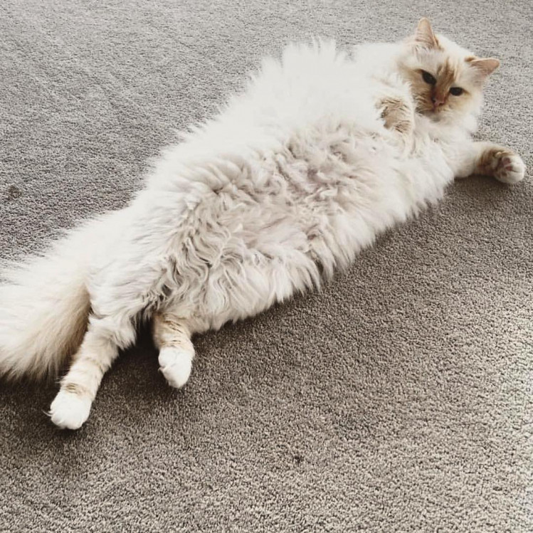 Фото: Instagram @choupettesdiary