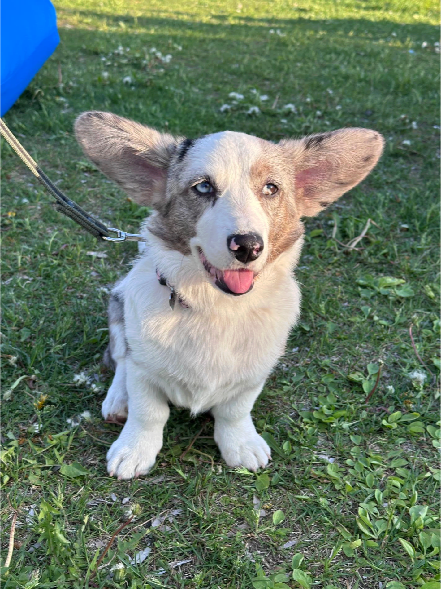 Участник фестиваля «Лапки». Фото: Super