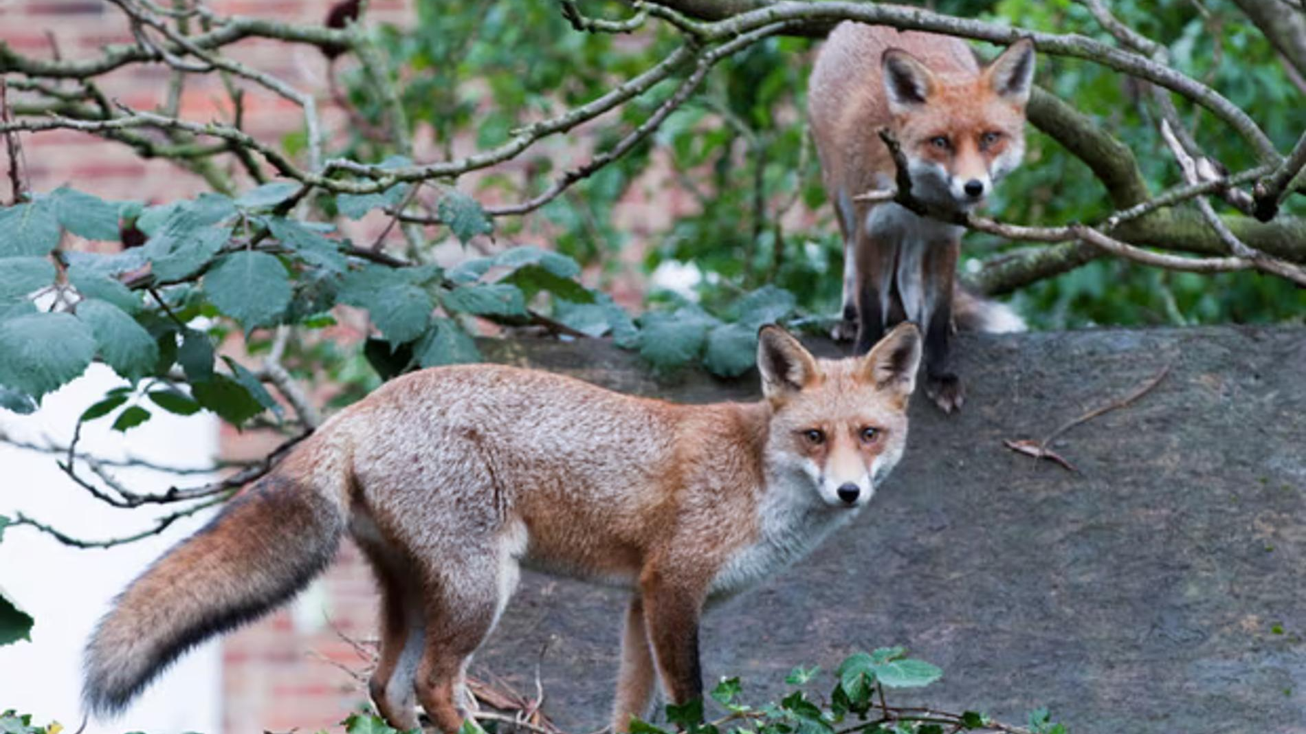 Фото: The Guardian