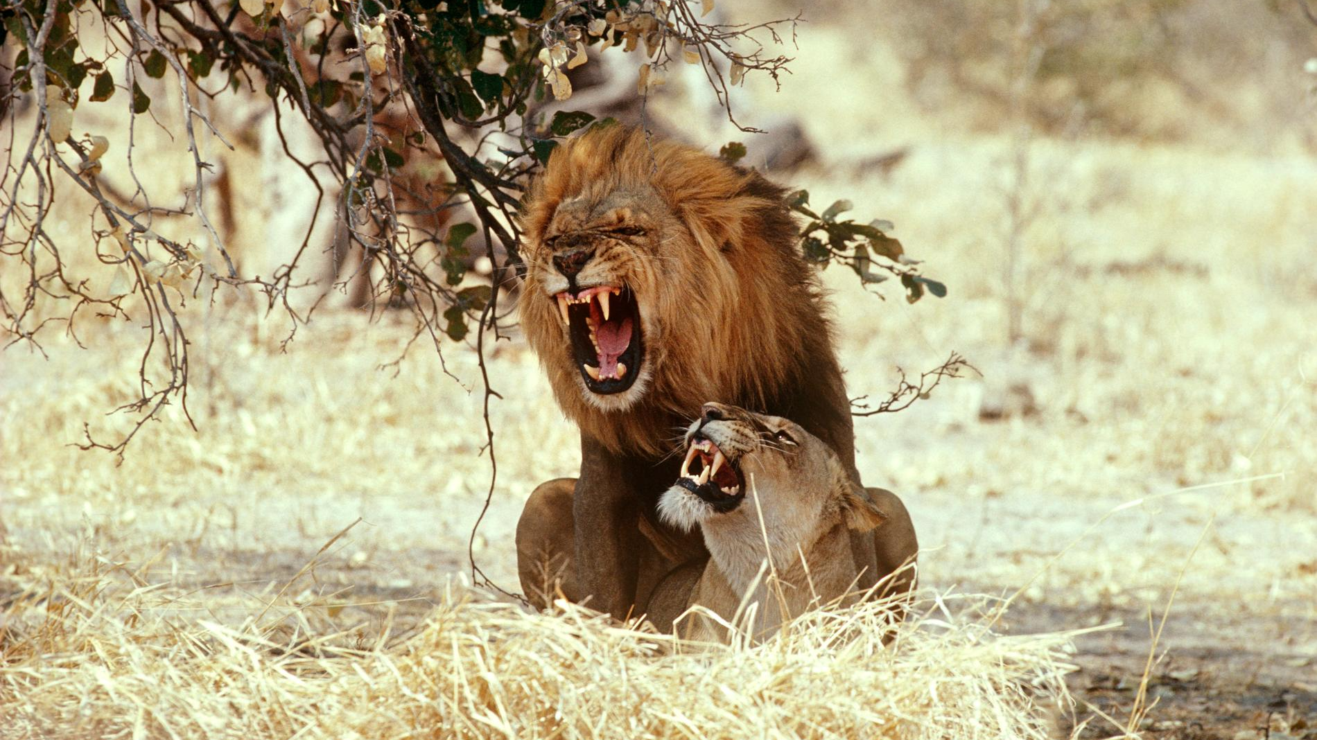 Фото: Getty Images