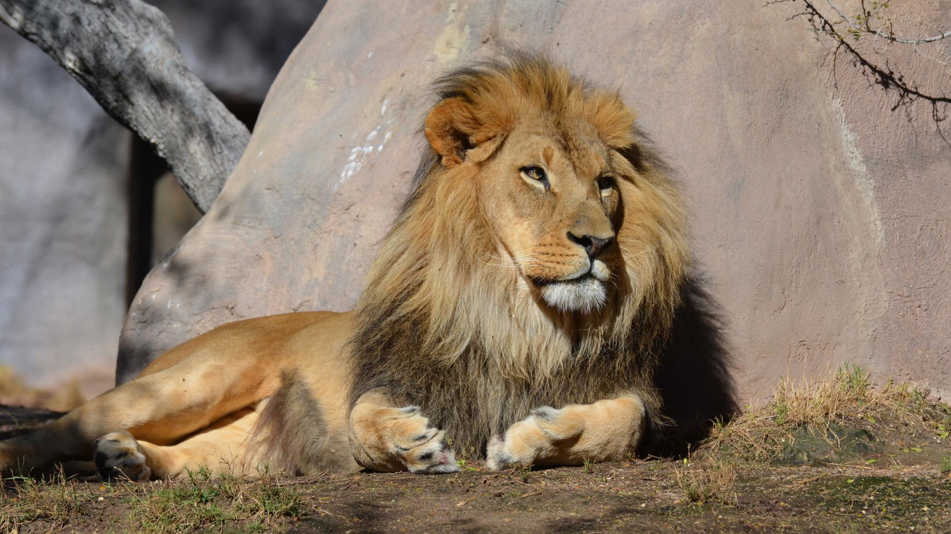 Лев. Фото: Freepik