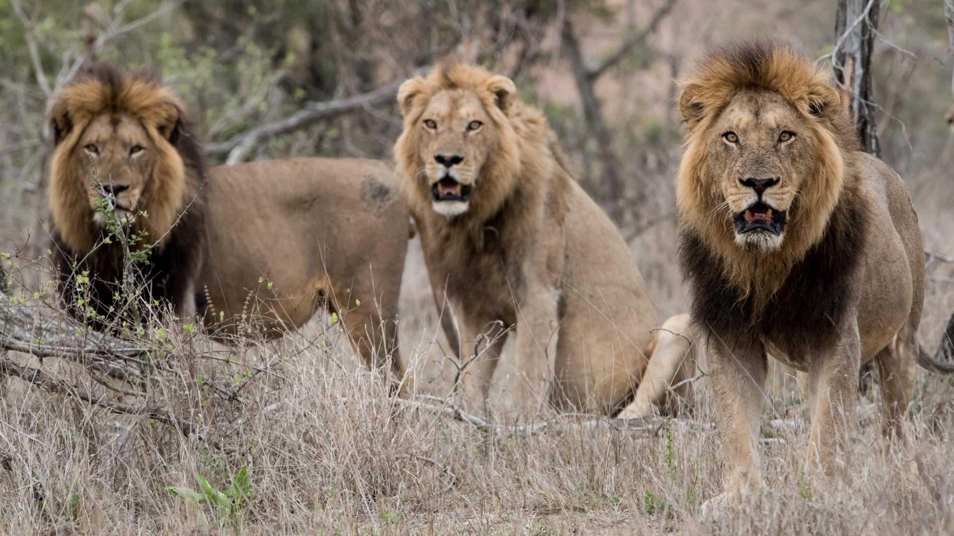 Львы на природе. Фото: Freepik