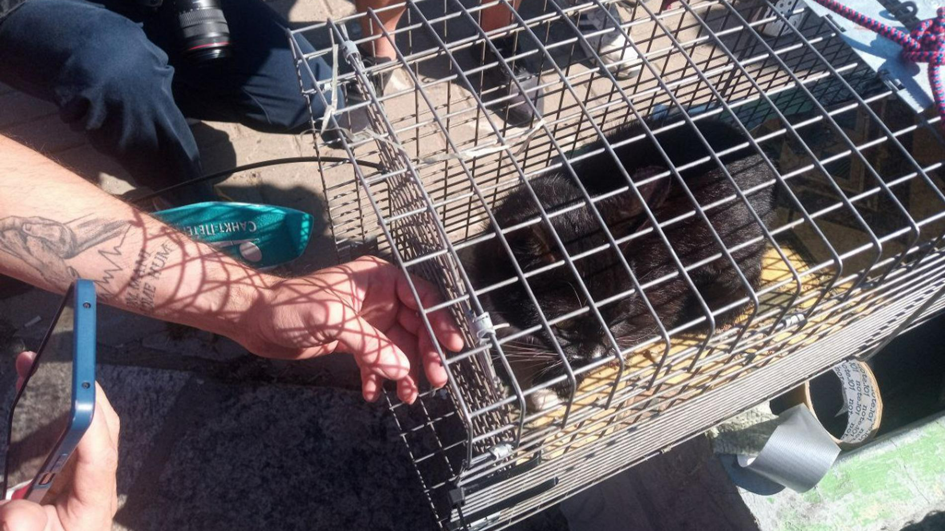 Фото: ТГ-канал «Кошкиспас»