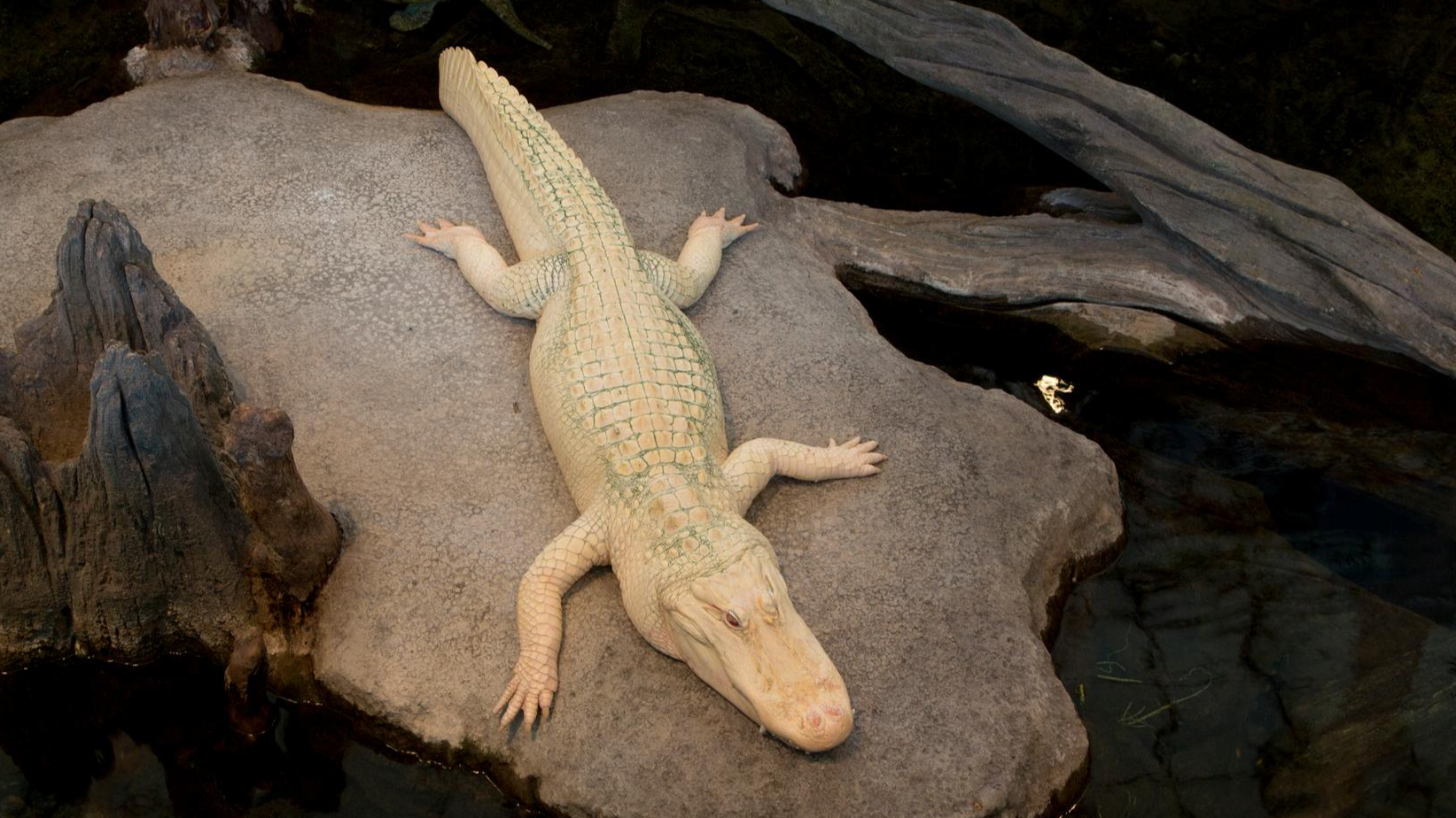 Аллигатор-альбинос Клод. Фото: Getti Images