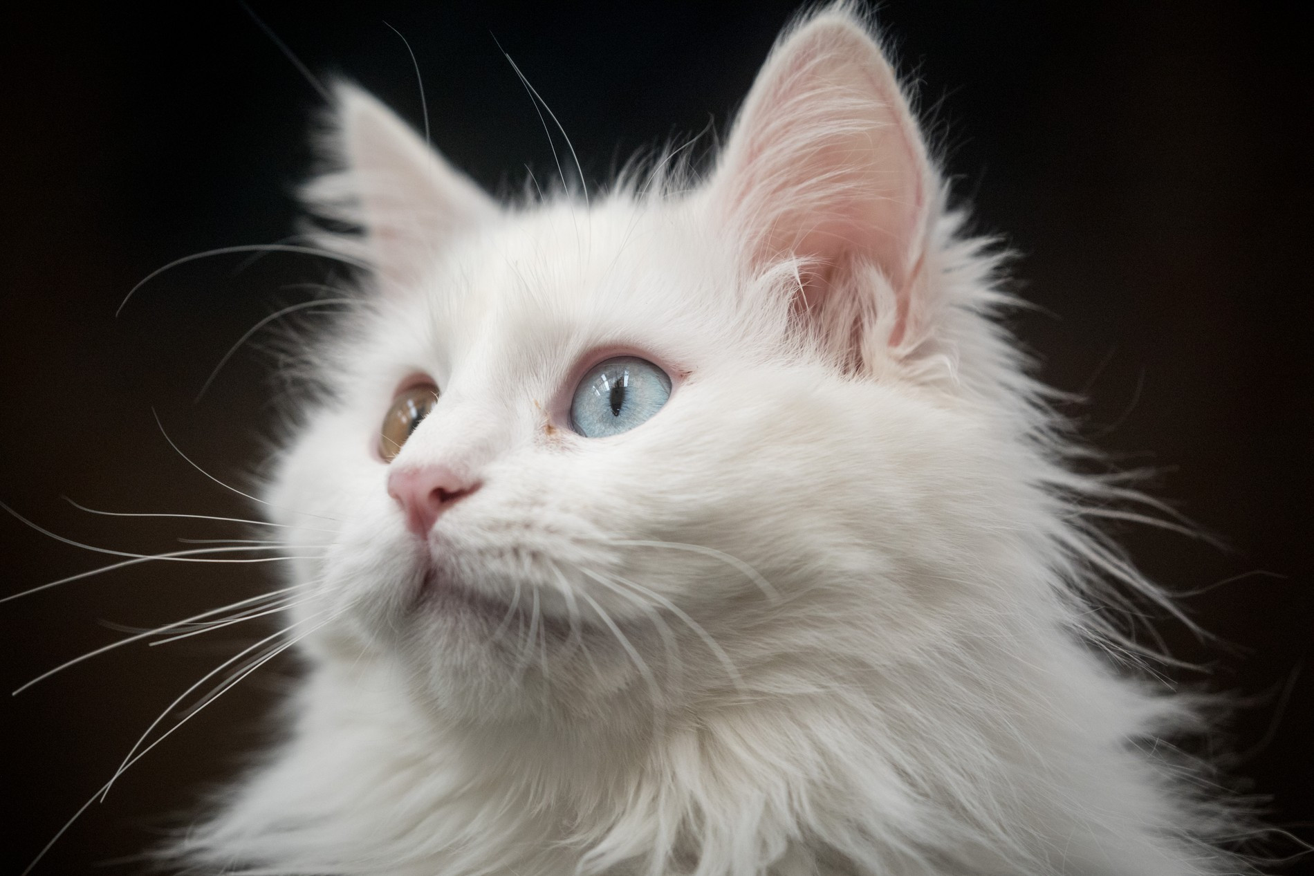 Фото: Getty Images 