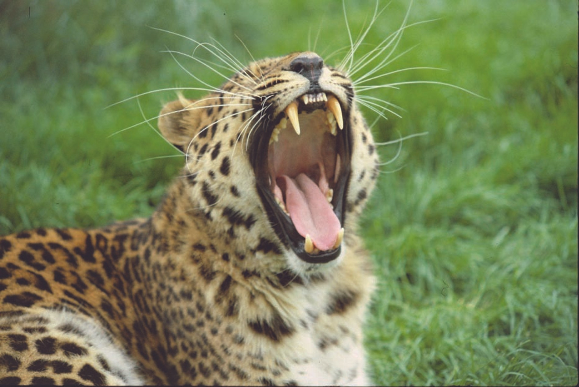 Фото: Дальневосточный леопард © WWF Великобритания