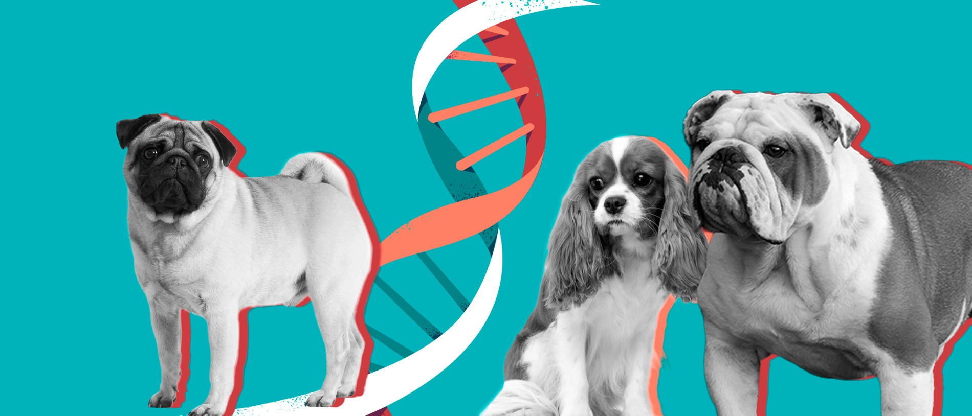 Фото: коллаж Super