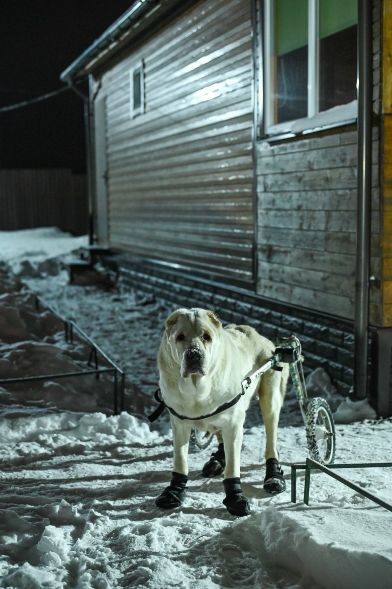 Соломон на вечерней прогулке. Фото: Super.ru / Александра Марченко