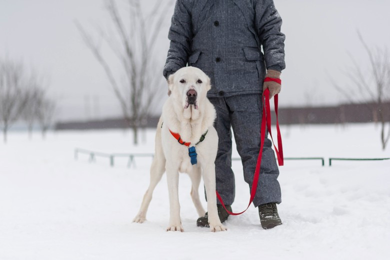 Аза на прогулке. Фото: DogSpace / Виктория Дьячкова