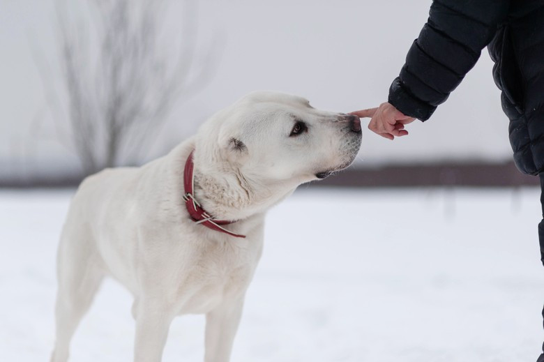 Фото: DogSpace / Виктория Дьячкова