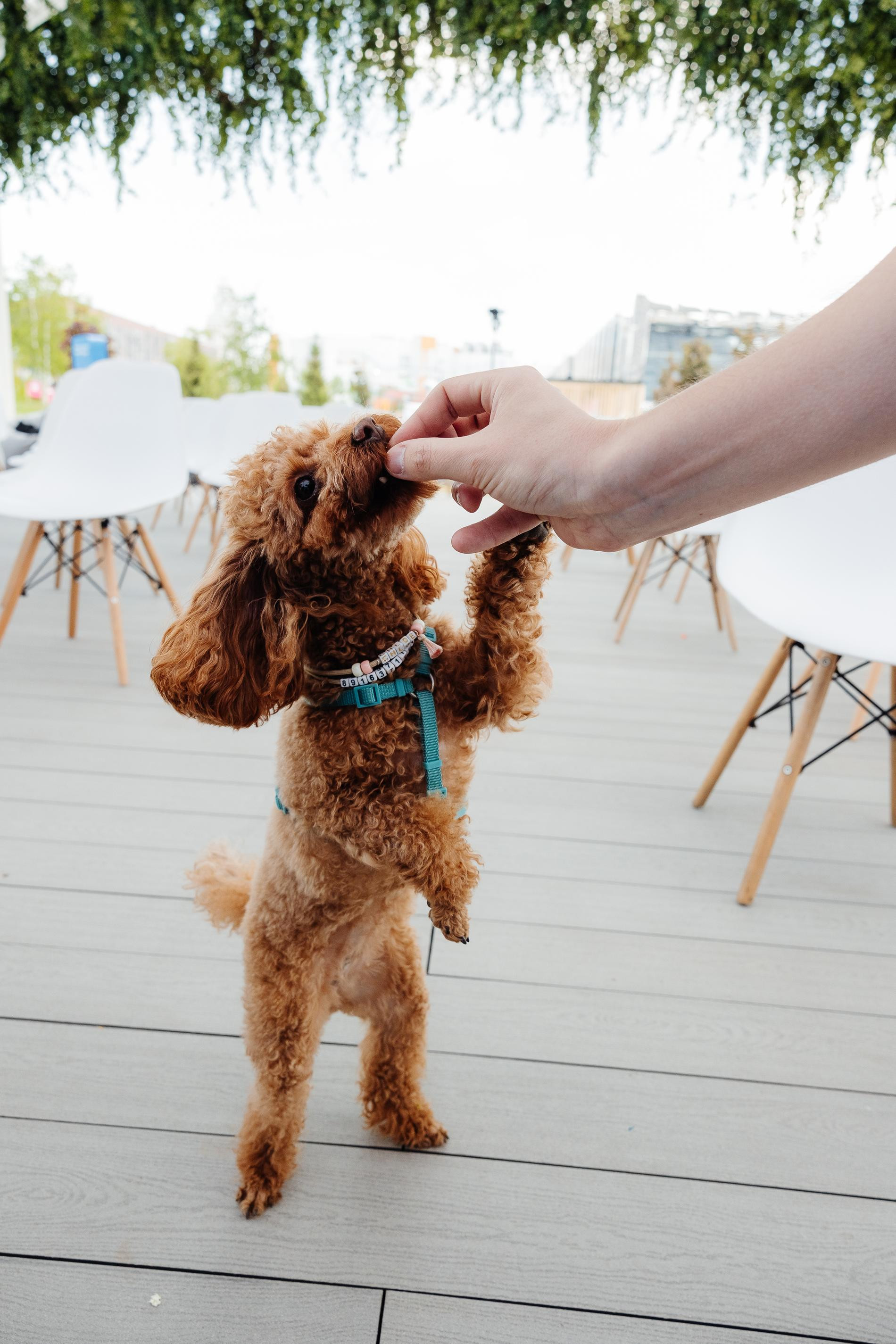 Участник фестиваля «Лапки». Фото: пресс-служба