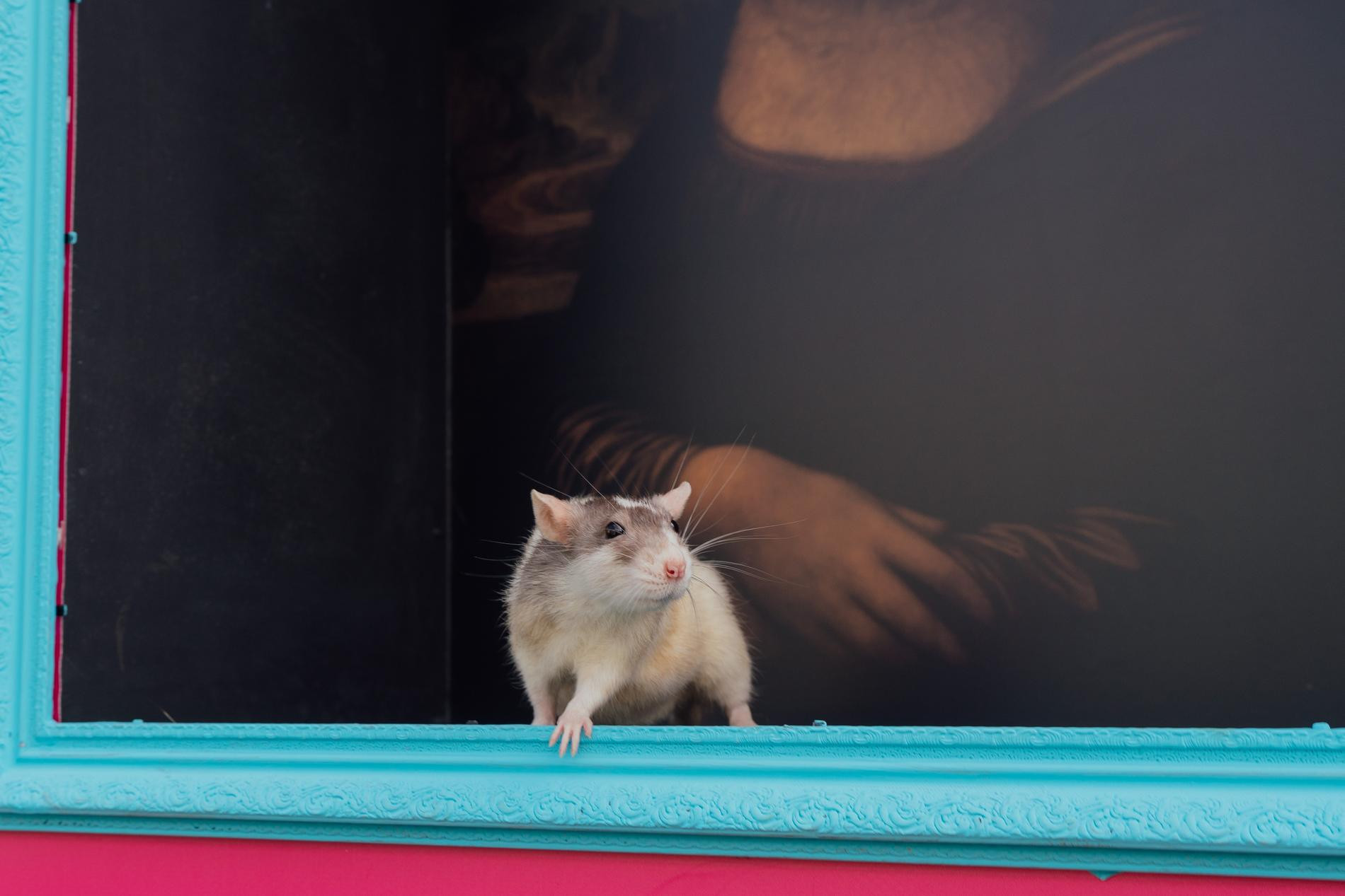 Участник фестиваля «Лапки». Фото: пресс-служба