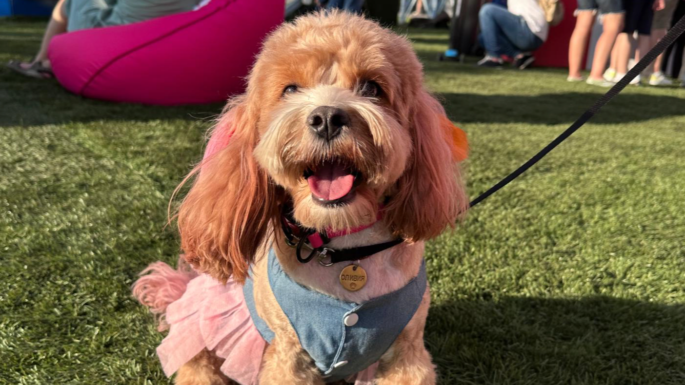 Участник фестиваля «Лапки». Фото: Super