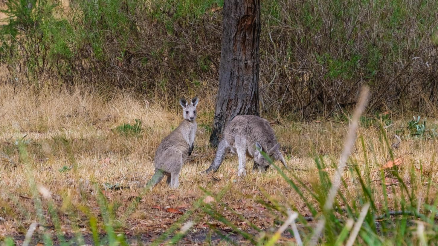 Кенгуру. Фото: Getty Images