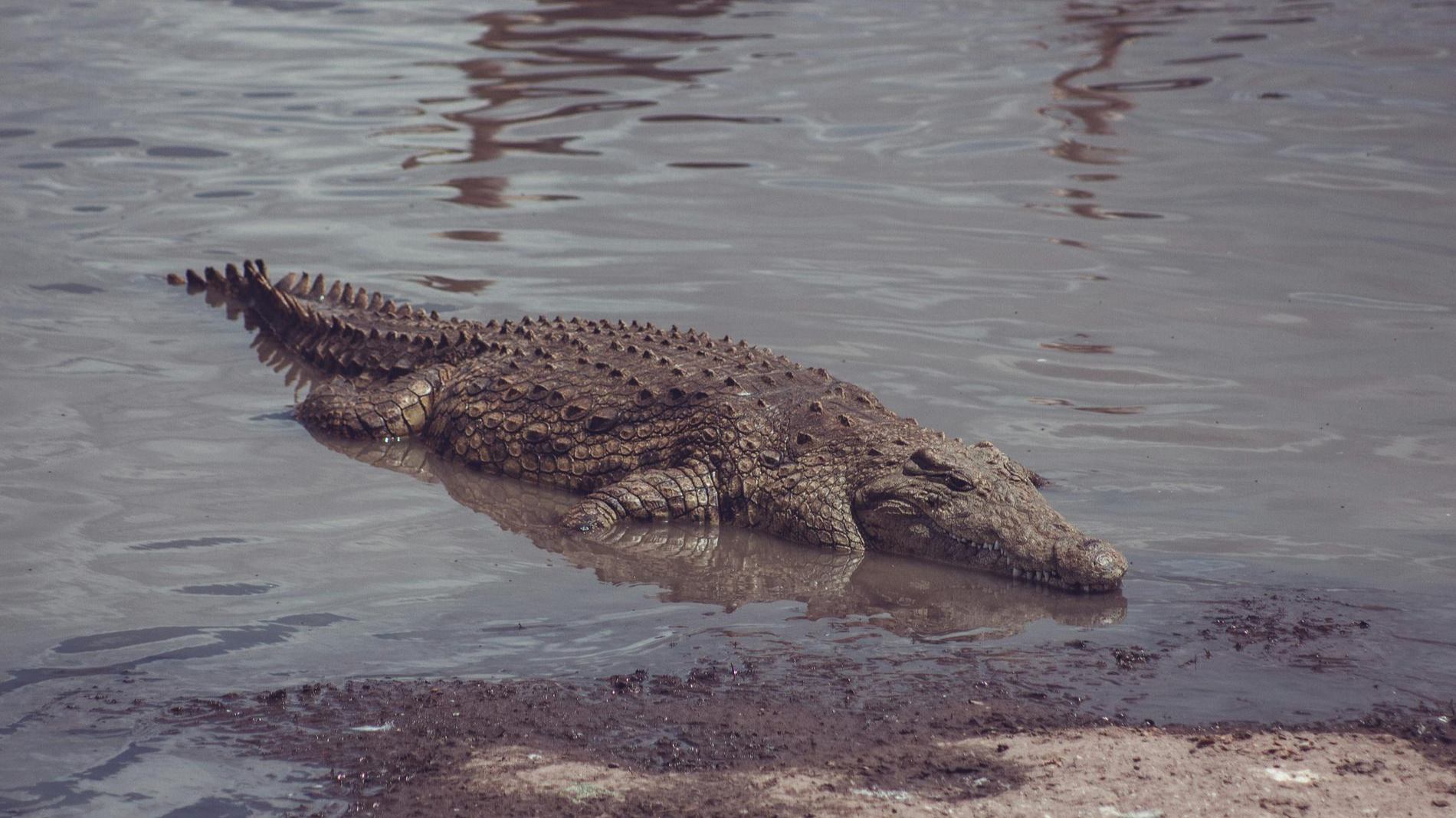 Фото: Unsplash / Jonathan Francisca