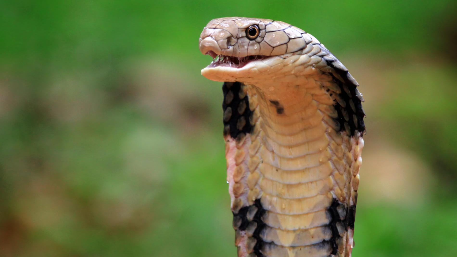 Кобра. Фото: Freepik
