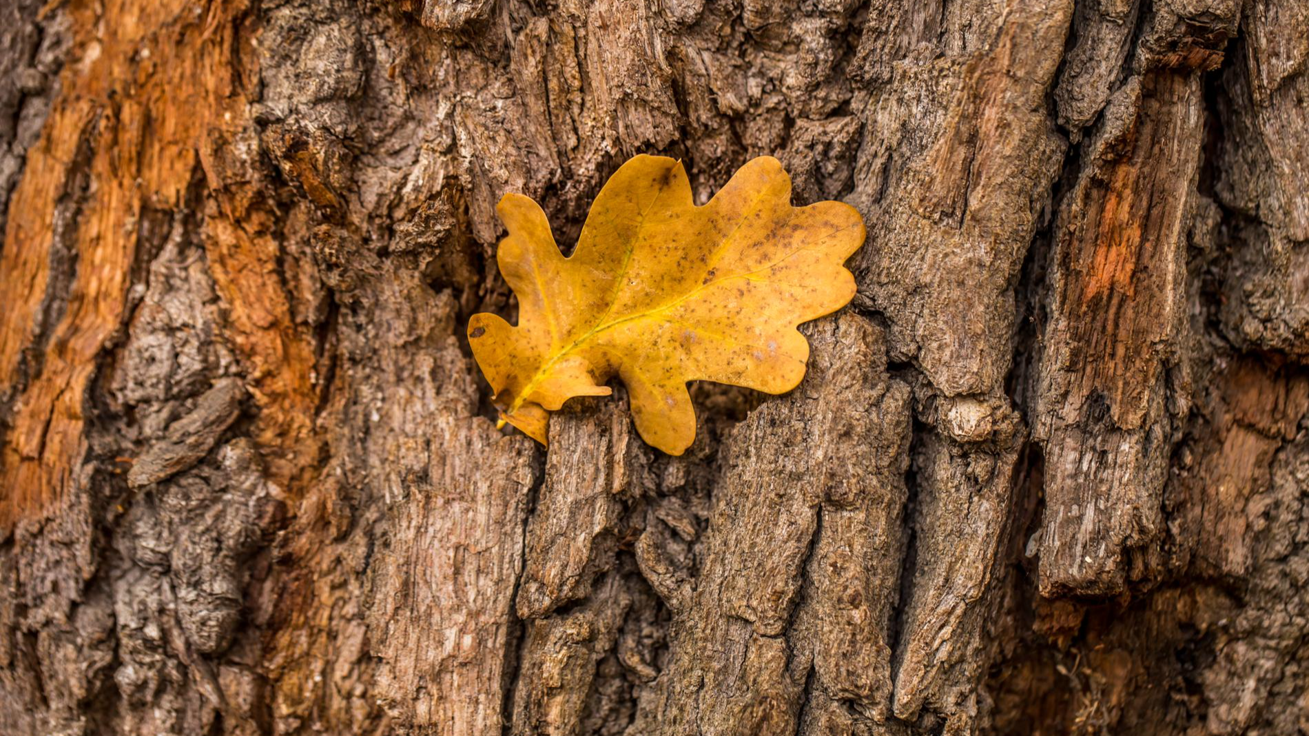 Фото: Freepik
