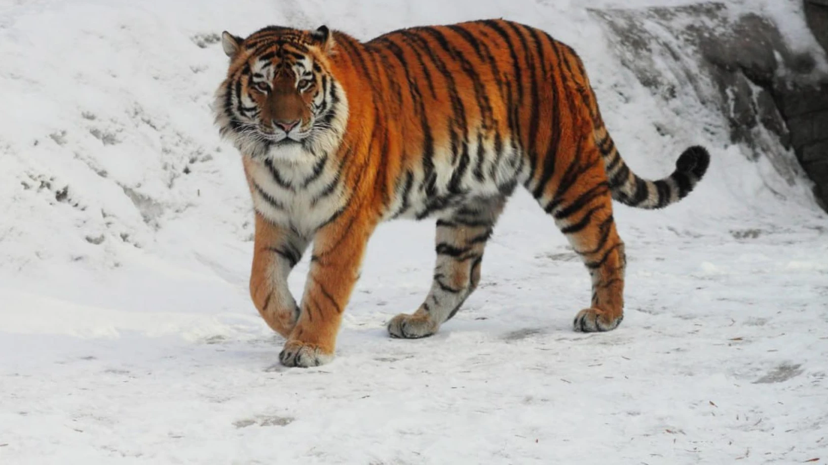 Амадей. Фото: Telegram @lenzoopark