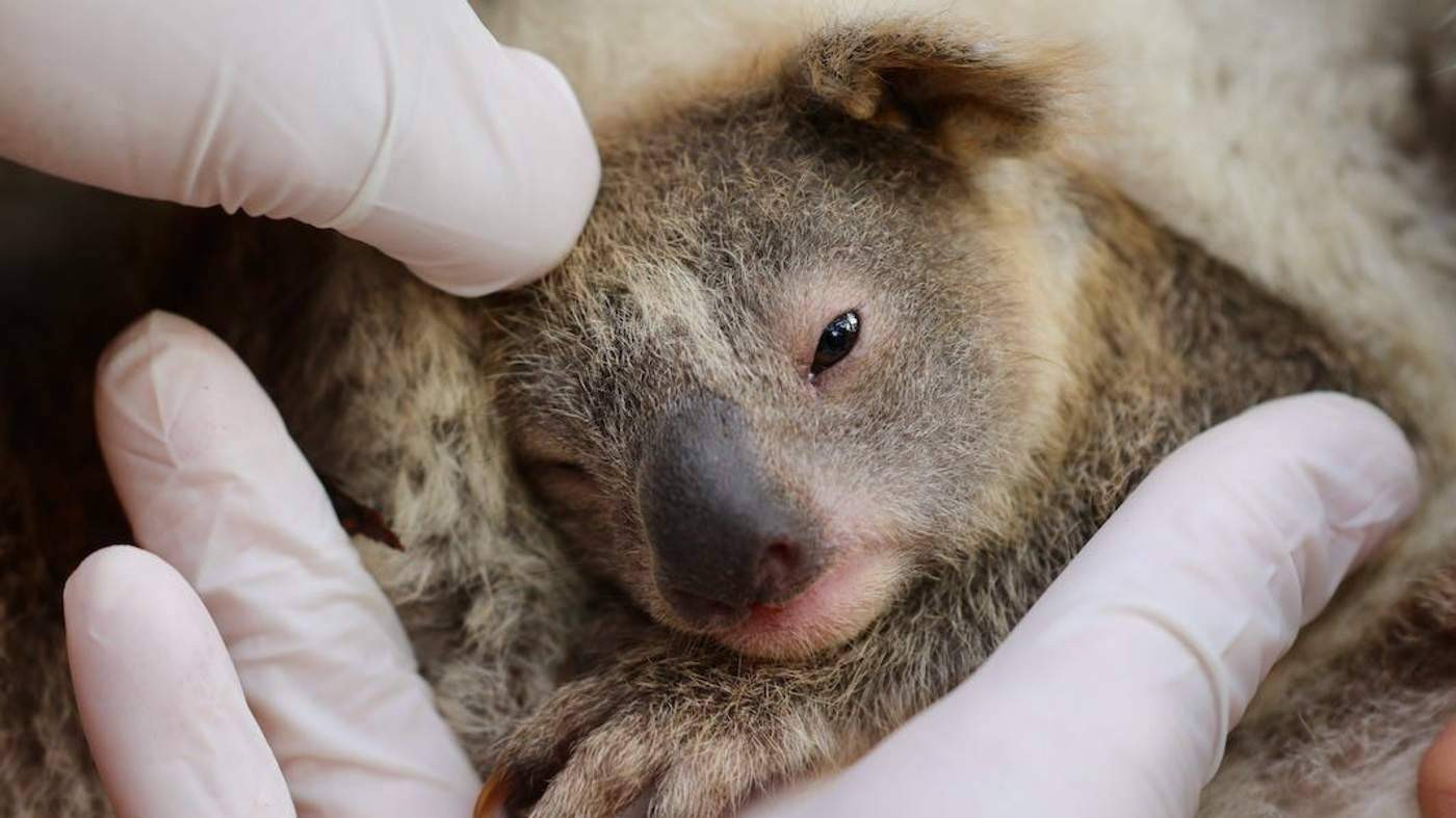 Фото: @australianreptilepark