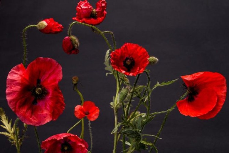 Символ изобилия. Кладите в кошелек, если там нет ничего другого.