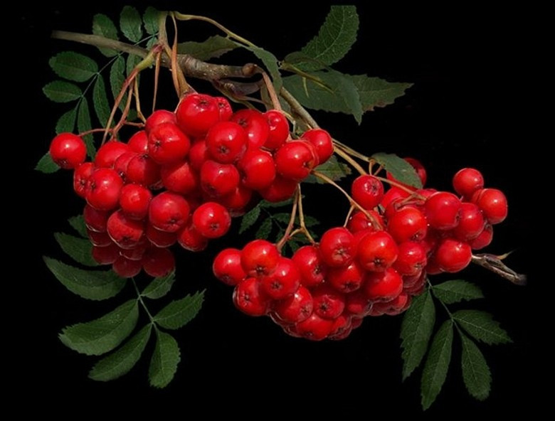 Считается, что рябиновые бусы спасают от колдунов и ведьм. А какая экономия на украшениях!