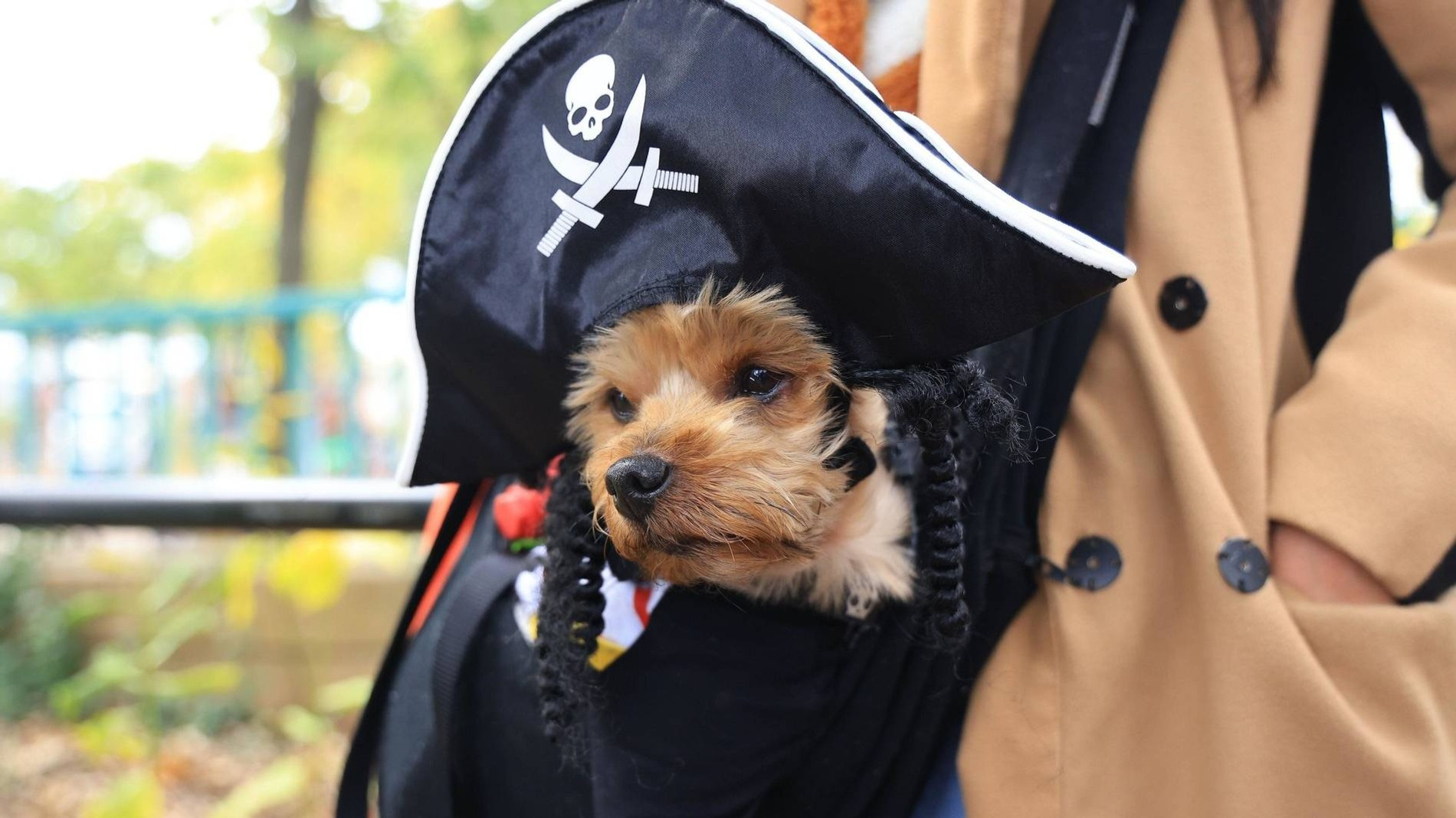 Парад собак в преддверии Хэллоуина в Нью-Йорке
Фото: Инстаграм (запрещен в РФ)