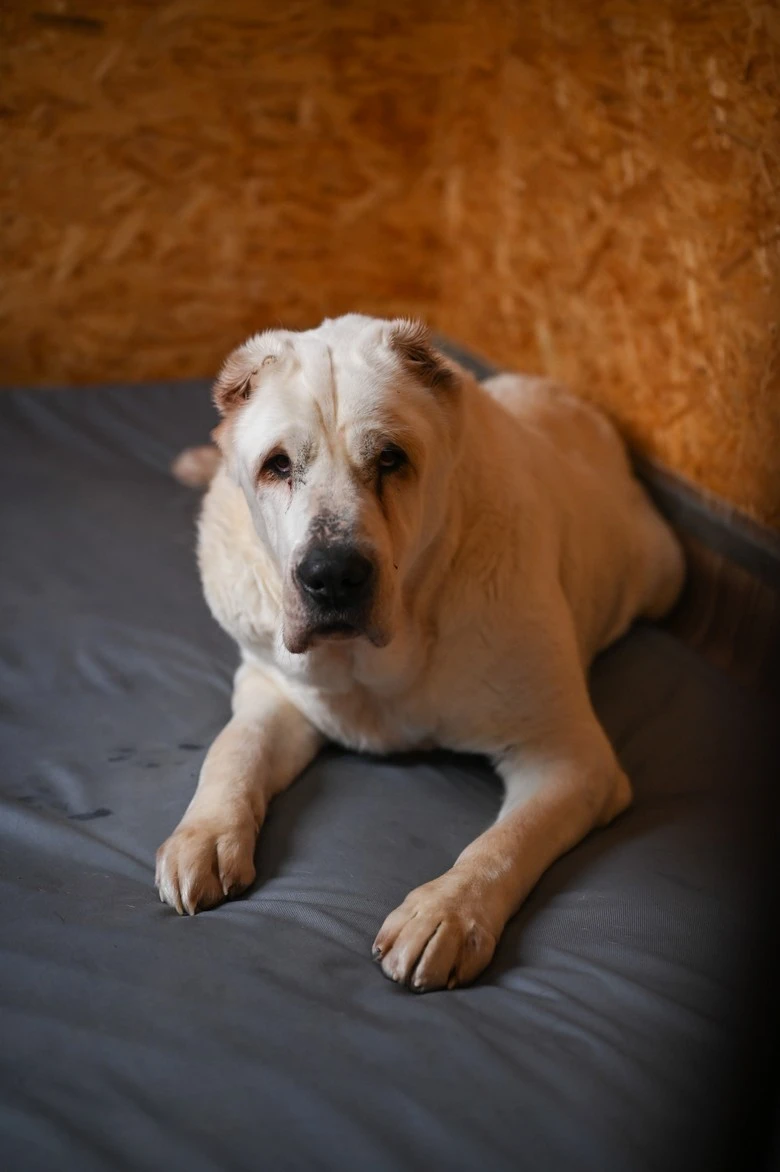 Соломон. Фото: Super.ru / Александра Марченко