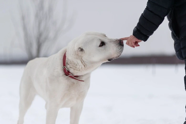 Фото: DogSpace / Виктория Дьячкова