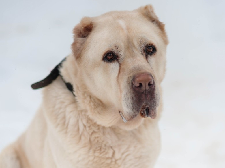 Фото: DogSpace / Виктория Дьячкова