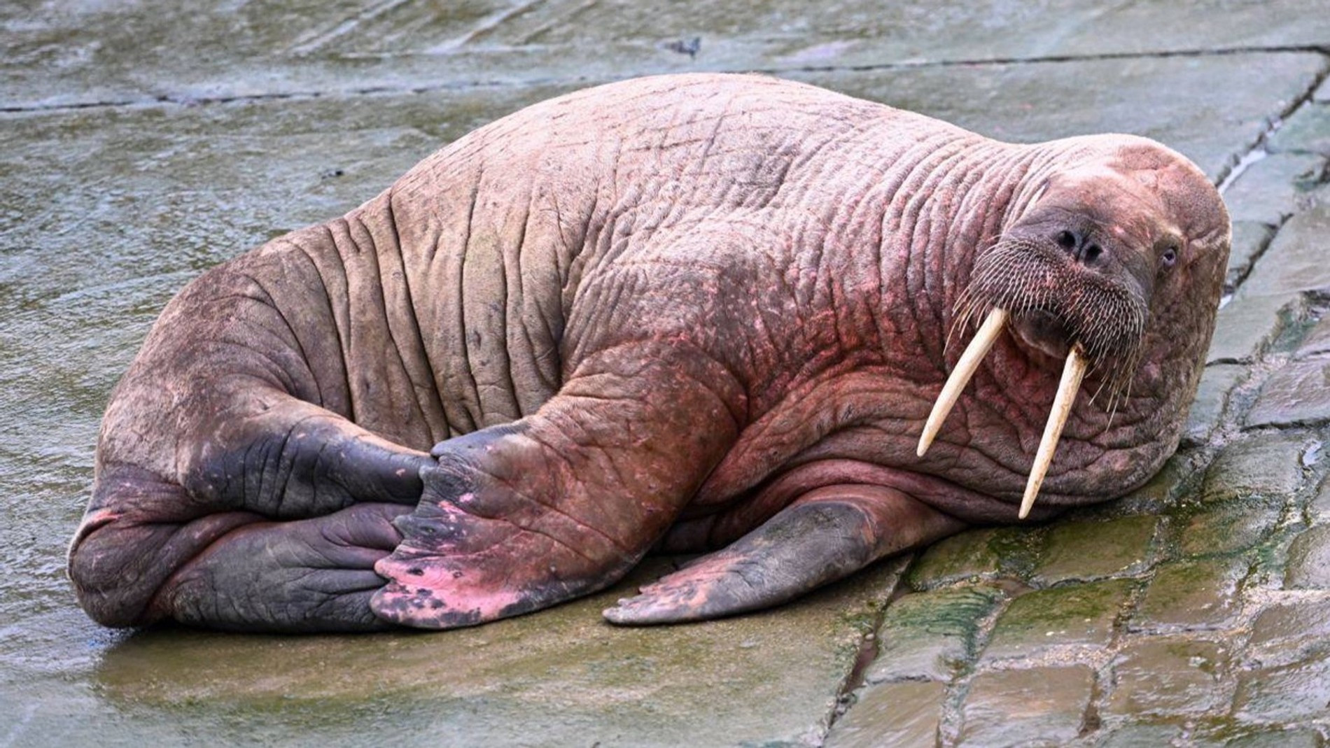 Источник: BBC