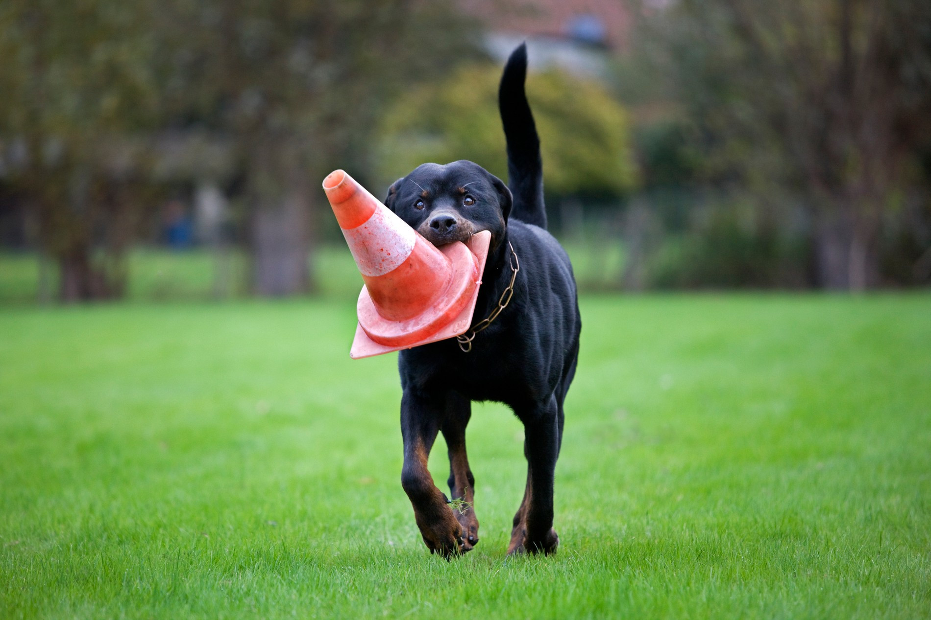 Ротвейлер
Фото: Getty Images