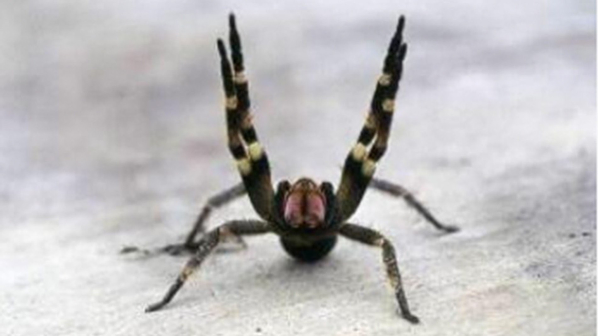Паук, укус которого вызывает длительную эрекцию. Фото: NY Post