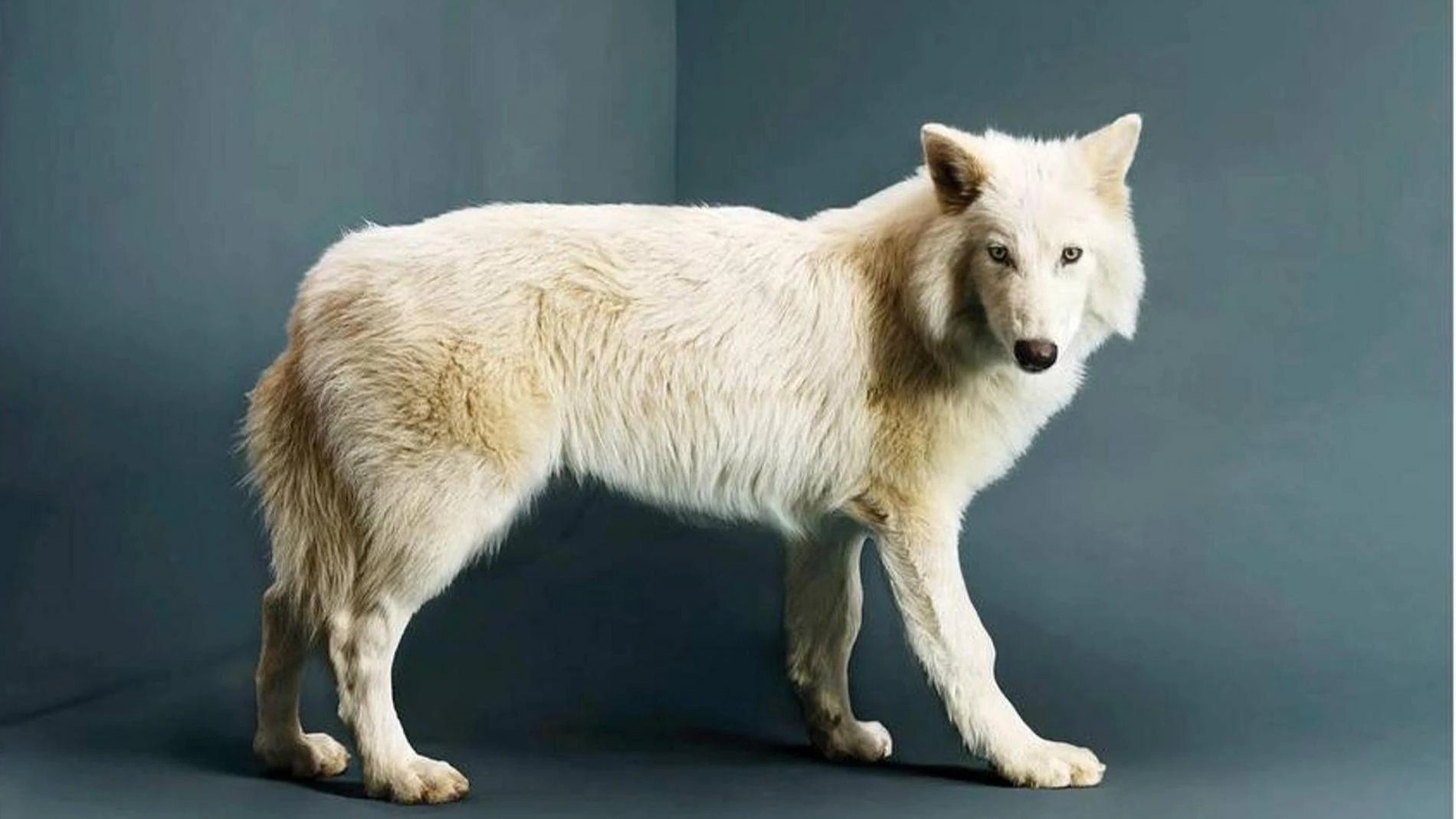 Живой «лютоволк». Фото: Time